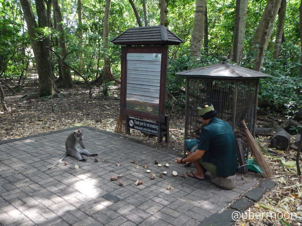 Monyet di Monkey Forest Ubud